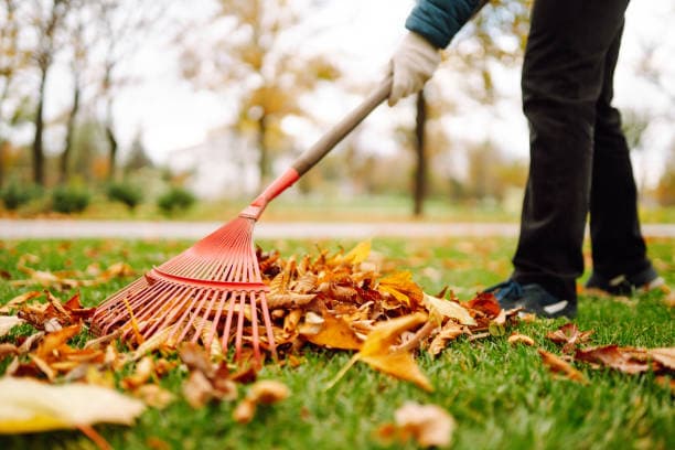 Landscape Cleanups (spring, fall, overgrowth)