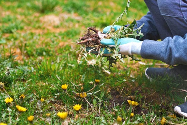 Garden Bed Maintenance and Weeding
