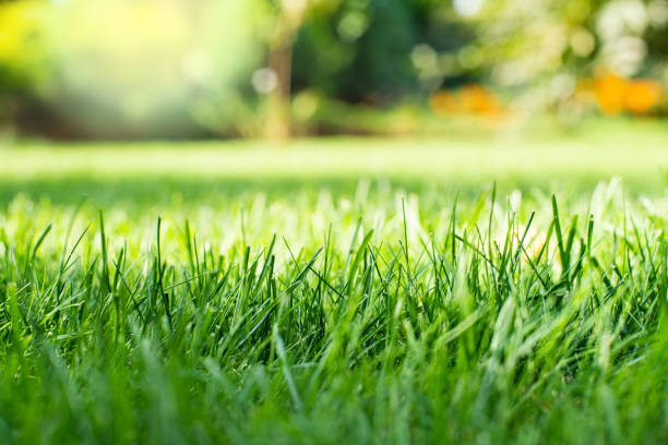 Lush green landscape